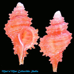 Favartia paulmieri Houart, 2002