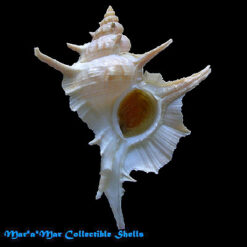 Chicoreus tenuivaricosus carioca (Vokes,1968)