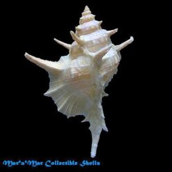 Chicoreus tenuivaricosus carioca (Vokes,1968) - Imagem 2