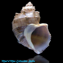Trigonostoma bullatum (Sowerby, 1832)