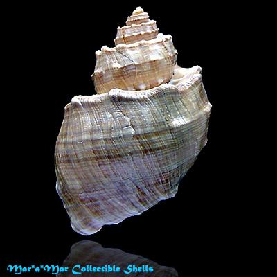 Trigonostoma bullatum (Sowerby, 1832) - Imagem 2
