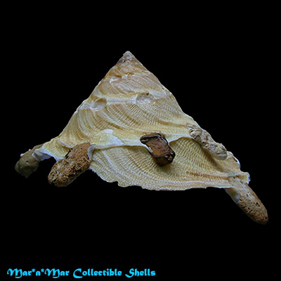 Tugurium caribaeum Petit, 1856