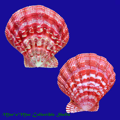 Nodipecten nodosus (Linnaeus, 1758)