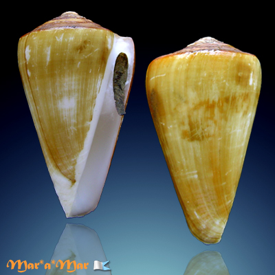 Conus fergusoni Sowerby, 1873