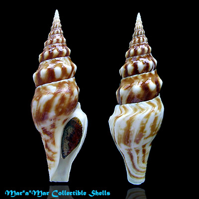 Tiariturris spectabilis Berry, 1958