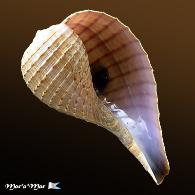 Ficus ventricosa (Sowerby, 1825)