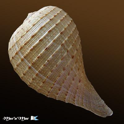 Ficus ventricosa (Sowerby, 1825) - Imagem 2