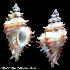 Alternative view of Murexiella lappa (Broderip, 1833)