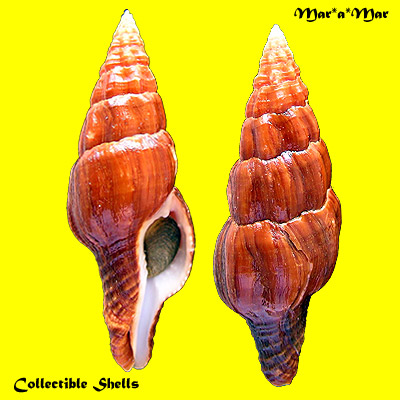 Latirus mediamericanus Hertlein & Strong, 1951