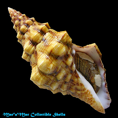 Leucozonia cerata (Wood, 1828)