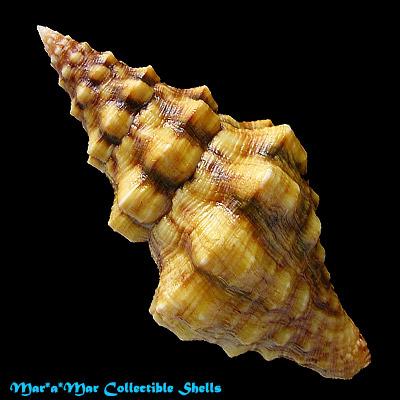 Leucozonia cerata (Wood, 1828) - Imagem 2