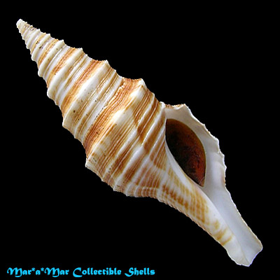 Polystira nobilis (Hinds, 1843)