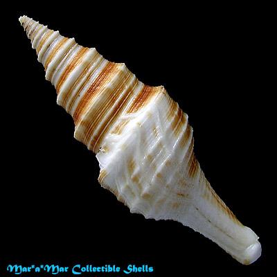 Polystira nobilis (Hinds, 1843) - Imagem 2