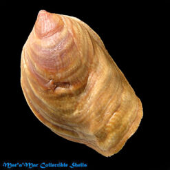 Crepidula onyx Sowerby, 1824