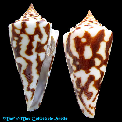 Conus recurvus Broderip, 1833