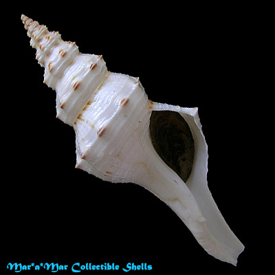 Fusinus panamensis Dall, 1908