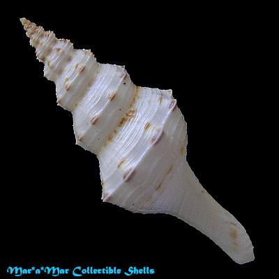 Fusinus panamensis Dall, 1908 - Imagem 2