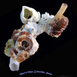 Dendropoma irregularis (orbigny, 1842)