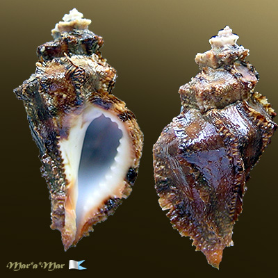 Vitularia salebrosa (king & Broderip, 1832)