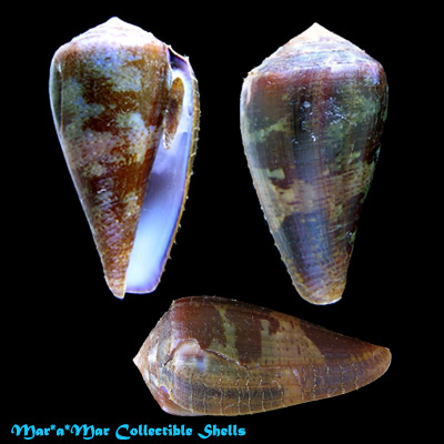 Conus purpurascens Sowerby (I) in Sowerby (II), 1833