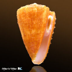 Conus princeps lineolatus Valenciennes, 1832