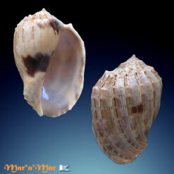 Harpa crenata Swainson, 1822