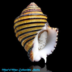 Opeatostoma pseudodon (Burrow, 1815)