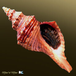 Pleuroploca princeps (Sowerby, 1825)