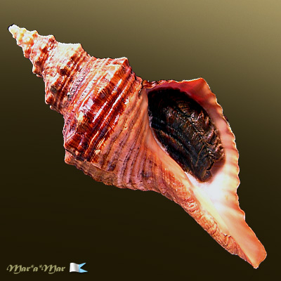 Pleuroploca princeps (Sowerby, 1825)