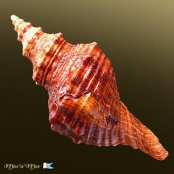 Alternative view of Pleuroploca princeps (Sowerby, 1825)