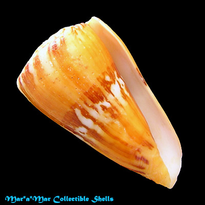 Conus riosi Petuch, 1986