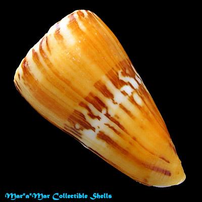 Conus riosi Petuch, 1986 - Imagem 2