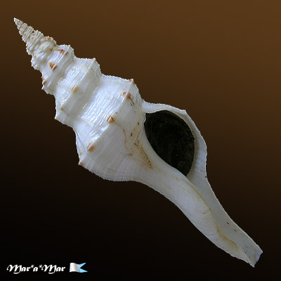 Fusinus panamensis Dall, 1908