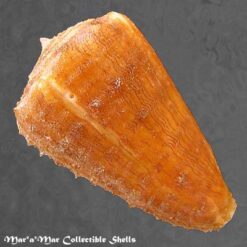 Alternative view of Conus princeps lineolatus Valenciennes, 1832