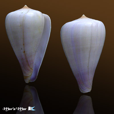 Conus patricius Hinds, 1843