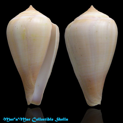 Conus patricius Hinds, 1843