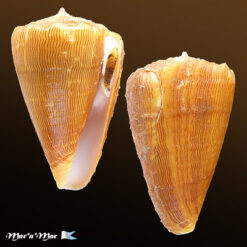 Conus princeps lineolatus Valenciennes, 1832