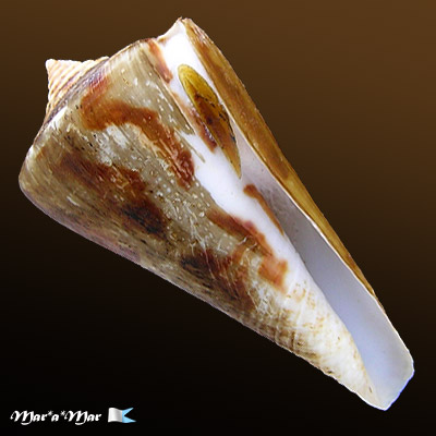 Conus poormani Berry, 1960