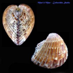 Americardia guanacastensis (Hertlein & Strong, 1947)