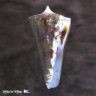 Conus poormani Berry, 1960