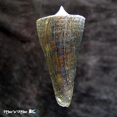 Conus poormani Berry, 1960 - Imagem 2