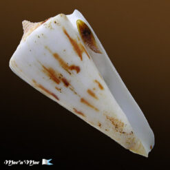 Conus poormani Berry, 1960