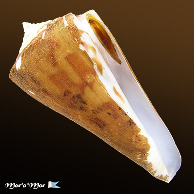 Conus poormani Berry, 1960