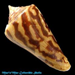 Alternative view of Conus recurvus Broderip, 1833