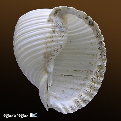 Tonna galea brasiliana Morch, 1877