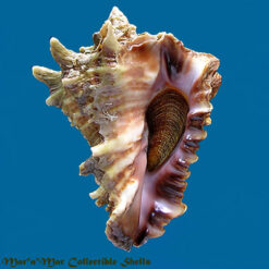 Vasum cassiforme (Kiener, 1841)