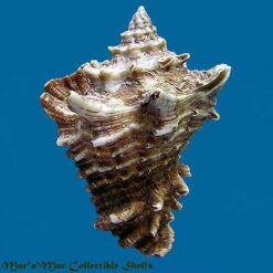 Vasum cassiforme (Kiener, 1841) - Imagem 2