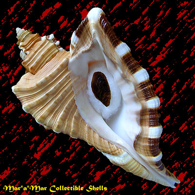 Cymatium raderi D´Attilio & Meyers, 1984