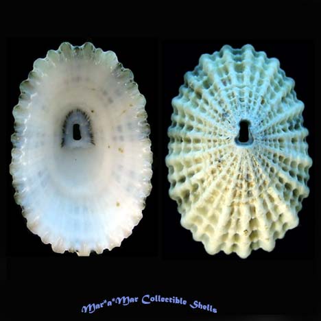 Diodora listeri (Orbigny, 1842)
