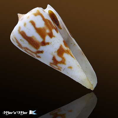 Conus poormani Berry, 1960